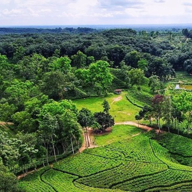 Sreemangal Tea Estates