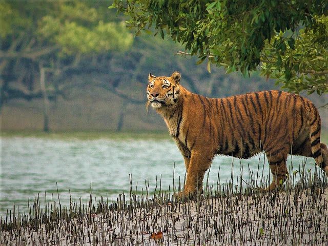 Sundarbans Mangrove Forest